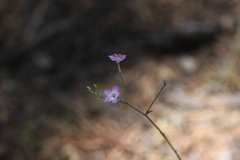 Gilia leptantha purpusii