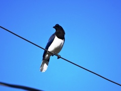 Cyanocorax cristatellus