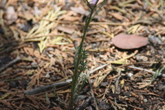 Gilia leptantha purpusii