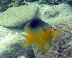 Stegastes leucostictus