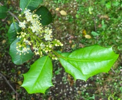 Ilex opaca