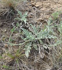 Psephellus turgaicus