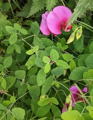 Lathyrus grandiflorus