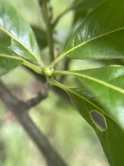 Cynipini