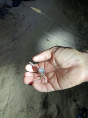 Prionotheca coronata