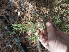 Juniperus excelsa