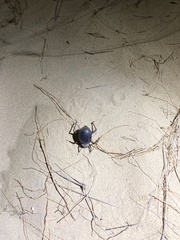 Prionotheca coronata