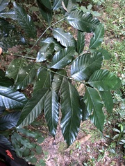 Oxyanthus speciosus