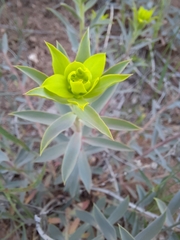 Euphorbia