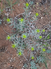 Euphorbia