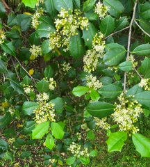 Ilex opaca