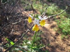 Nemesia ligulata
