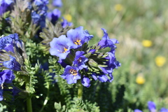 Polemonium viscosum