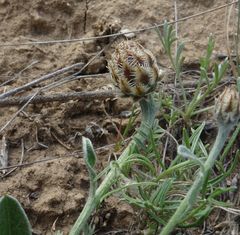 Psephellus turgaicus