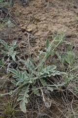 Psephellus turgaicus