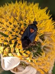 Deraeocoris ribauti