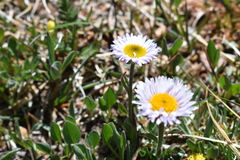 Erigeron compositus