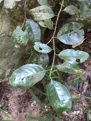 Pseudosalacia streyi