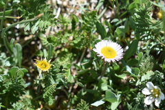 Erigeron compositus