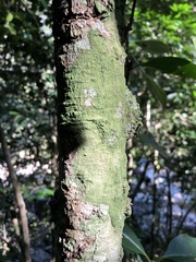 Cassipourea gummiflua