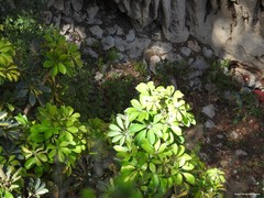 Angiospermae
