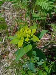 Euphorbia borodinii