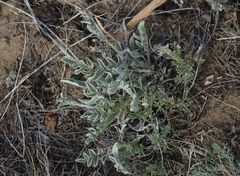 Psephellus turgaicus