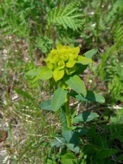 Euphorbia borodinii