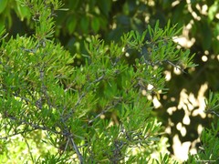 Rhamnus oleoides