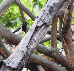 Cyanocorax cyanopogon