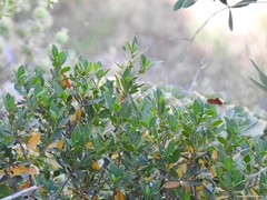 Rhamnus alaternus