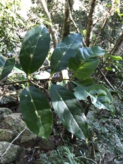 Cassipourea gummiflua