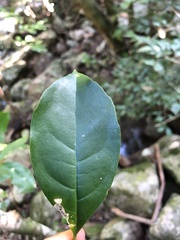 Cassipourea gummiflua