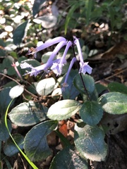 Plectranthus hilliardiae