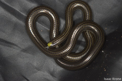 Epictia