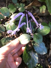 Plectranthus hilliardiae