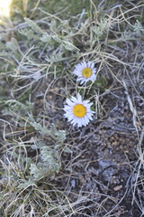 Erigeron compositus