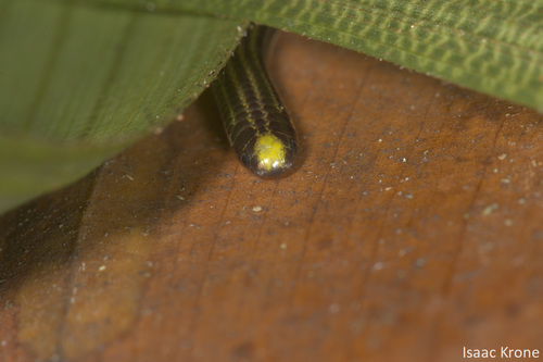 Common Peru Blind Snake, Epictia diaplocia