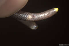 Epictia