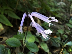 Plectranthus hilliardiae