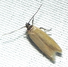 Holcocera immaculella