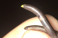 Epictia