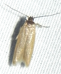 Holcocera immaculella
