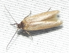 Holcocera immaculella