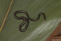 Epictia