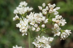 Asperula tinctoria