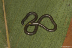 Epictia