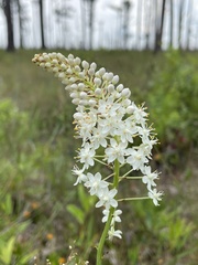 Stenanthium densum