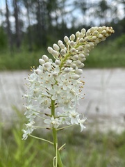 Stenanthium densum