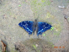 Charaxes etesipe